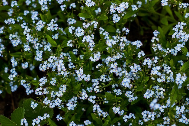 Flowers of Brunnera Macrophylla Jack Frost in macro Blue flowers