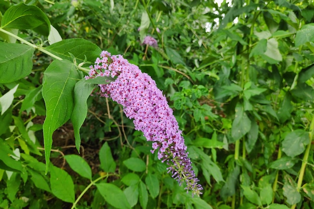 サマーライラックとしても知られる Buddleja davidii の花