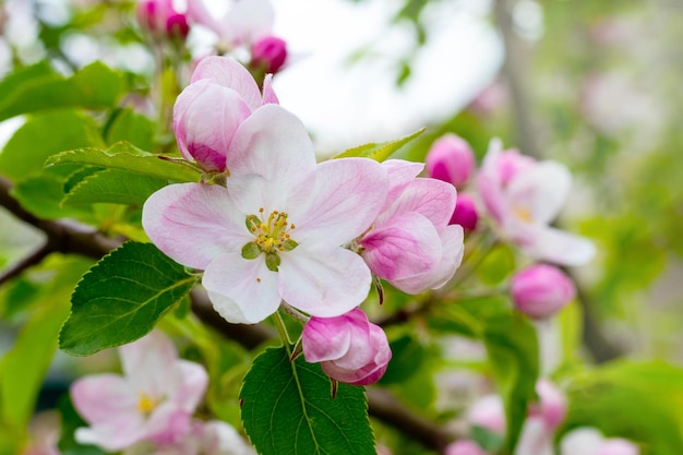 木の上のリンゴの木の花とつぼみ。開花中のリンゴの木の枝