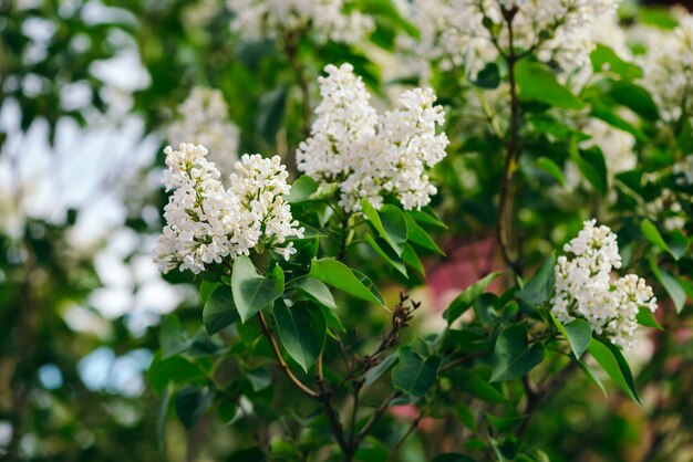 Flowers and buds of lilac blooming on branch