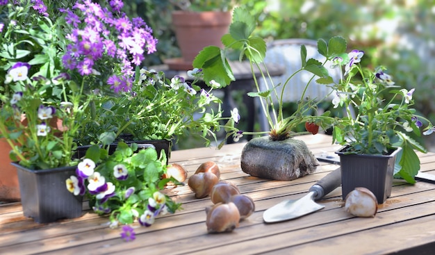 Flowers and bulbs to plant put  on a wooden table in a patio