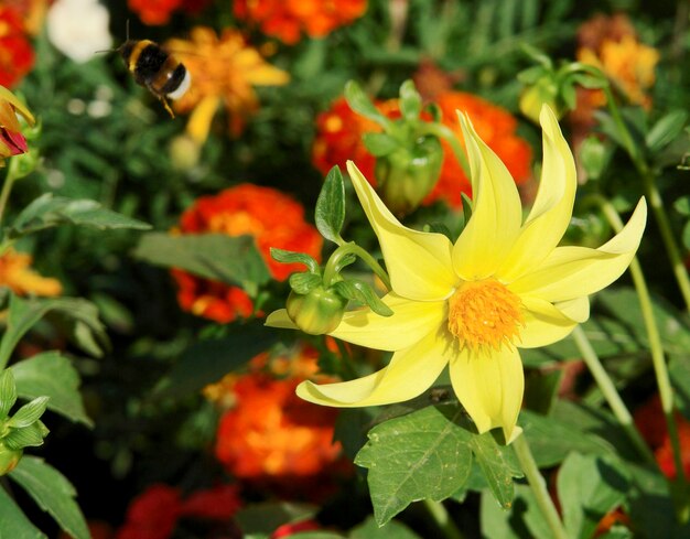 flowers and bumblebee