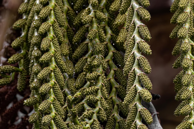 Photo flowers of the buriti palm tree