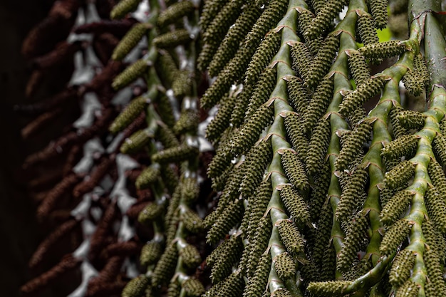 Photo flowers of the buriti palm tree