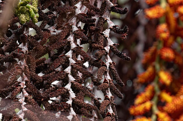 flowers of the buriti palm tree