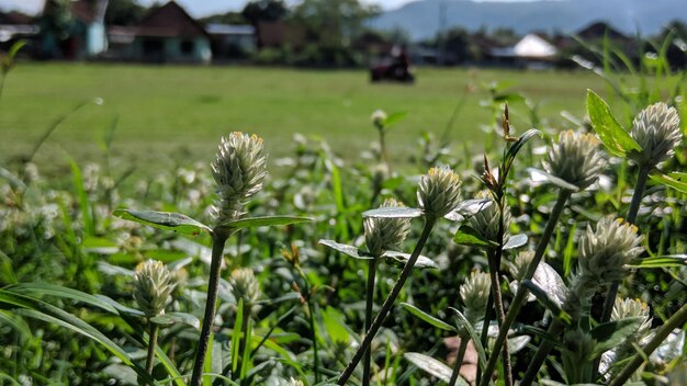 Flowers by the roadside dont always look beautiful