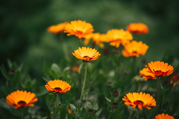 flowers calendula in garden