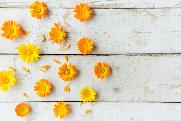 Flowers of calendula