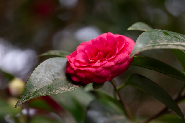 Цветы камелии Camellia japonica цветут