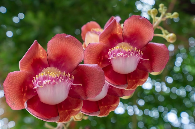 キャノンボールツリーまたはショレアロブスタの花は、熱帯雨林の木に自生しています