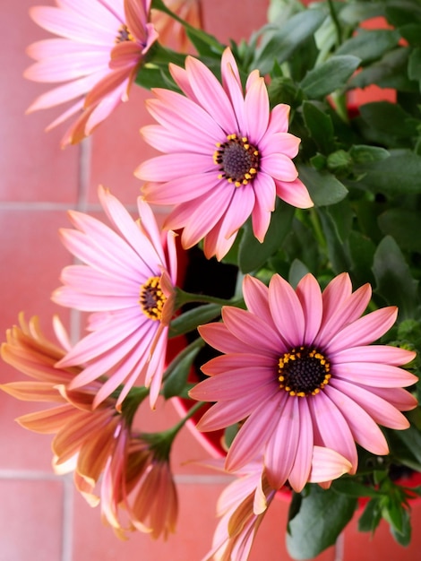 Flowers of cape marguerite of faded colour growing outside in the yard in Madrid Spain Vertical phot