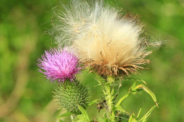 flowers of Carduus and ripe white seeds in September