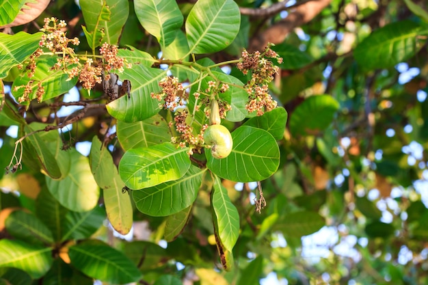 Flowers of cashew tree