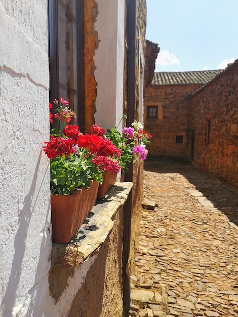 Flowers in Castrillo de los Polvazares a town belonging to Astorga in Castilla y Leon