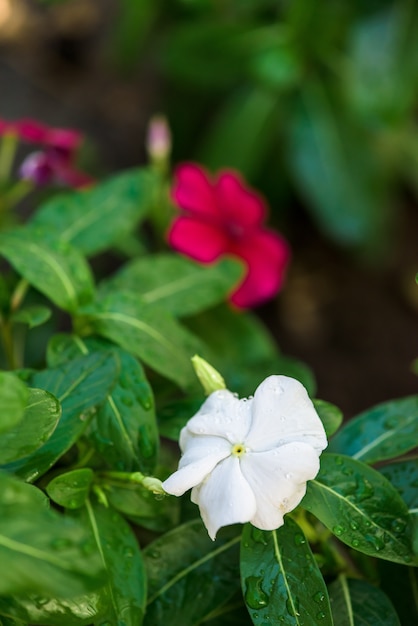 カタランサスの花は、花びらの上に露の白い滴。閉じる