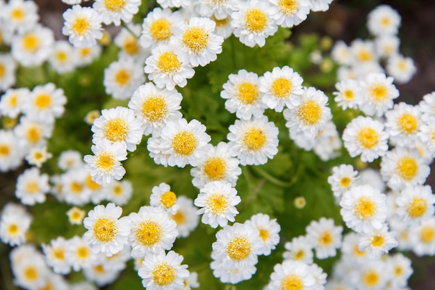 背景にぼやけた同じ花を持つ庭のカモミールの花。上面図。浅い被写界深度。自然な背景。