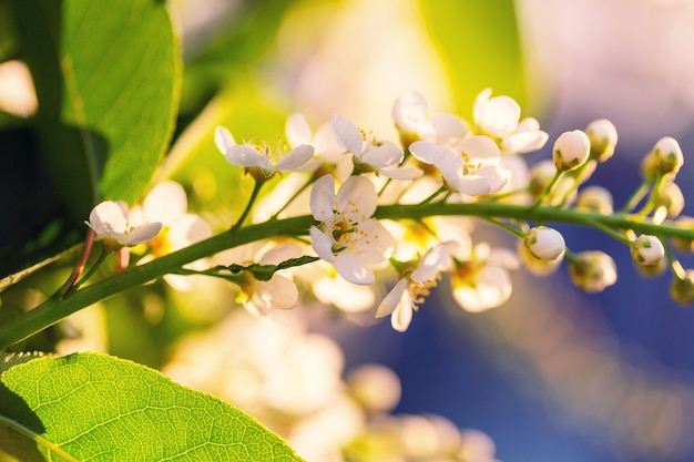 Flowers of the cherry blossoming in the spring garden