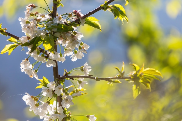 Flowers of the cherry blossoming in the spring garden