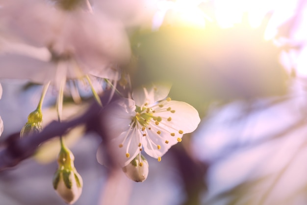 Цветы цветущей сакуры в весеннем саду
