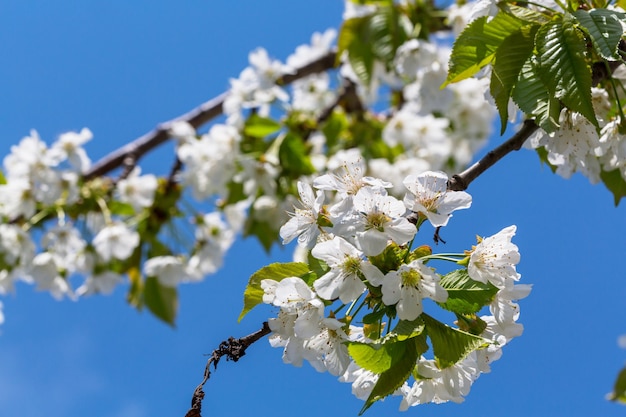 Flowers of the cherry blossoming in the spring garden