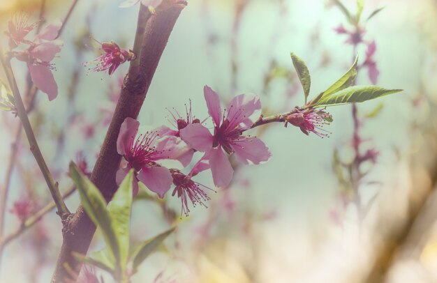 Flowers of the cherry blossoming in the spring garden