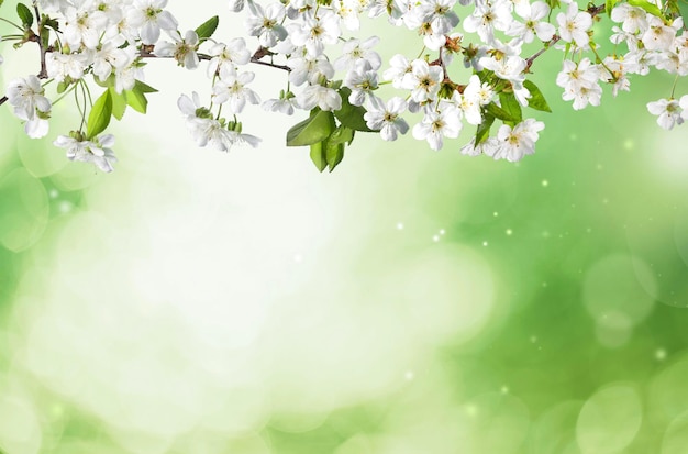 Flowers of the cherry blossoms on blurred background