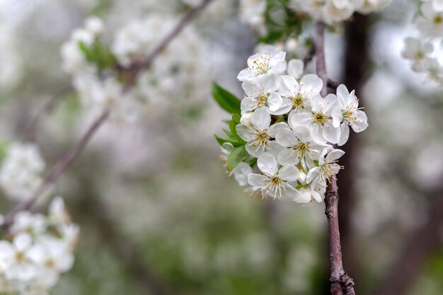 Flowers of the cherry blossoms on a spring day