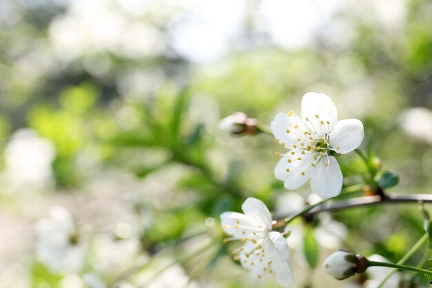 Flowers of the cherry blossoms on a spring day