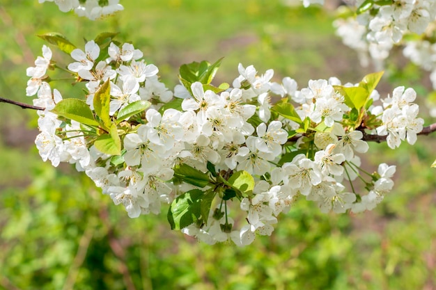 Flowers of the cherry blossoms on a spring day