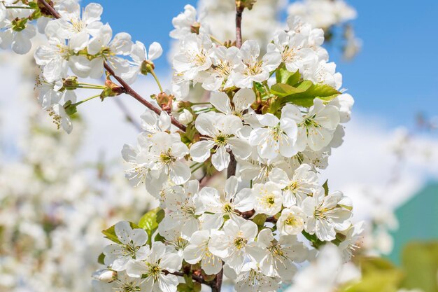 Flowers of the cherry blossoms on a spring day