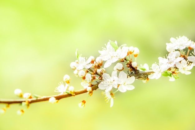 Flowers of the cherry blossoms on a spring day