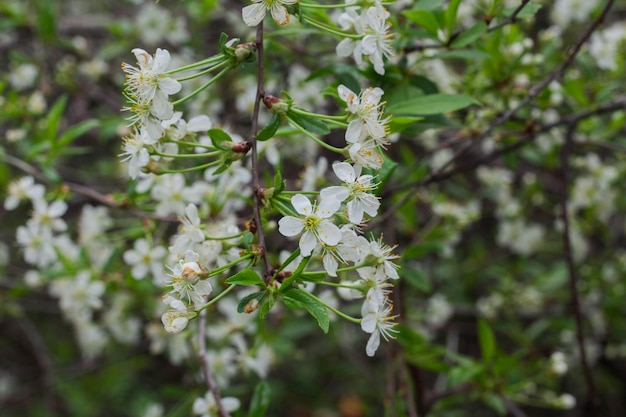 Flowers of the cherry blossoms