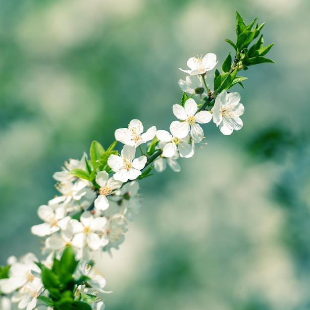 Flowers of the cherry blossoms