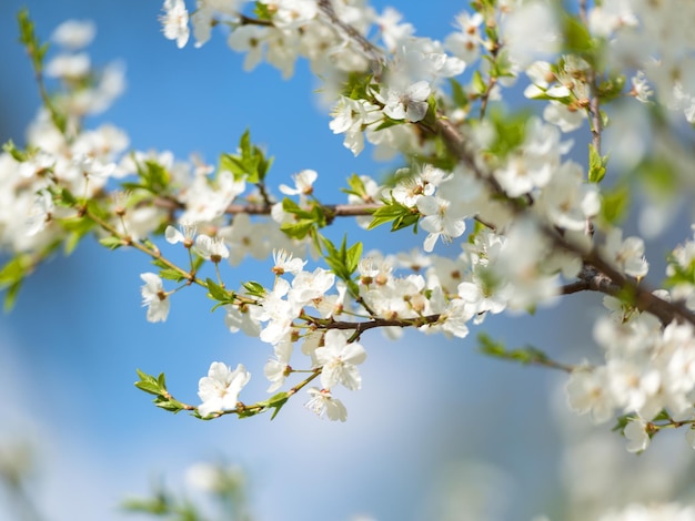 Flowers of the cherry blossoms