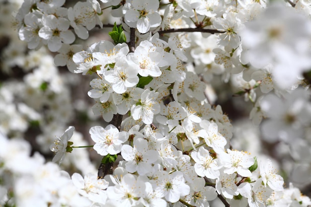 桜の背景の花