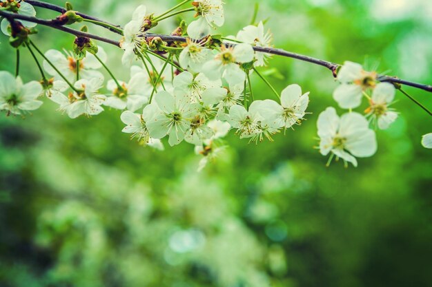 Flowers of cherry tree instagram stile