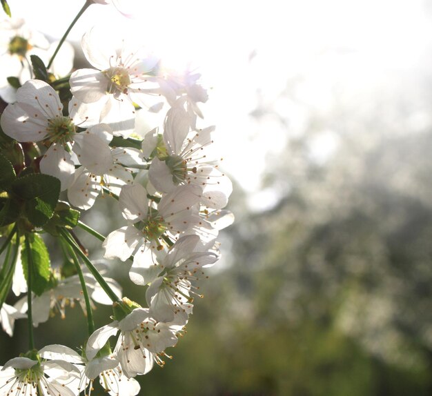 Flowers of the cherry