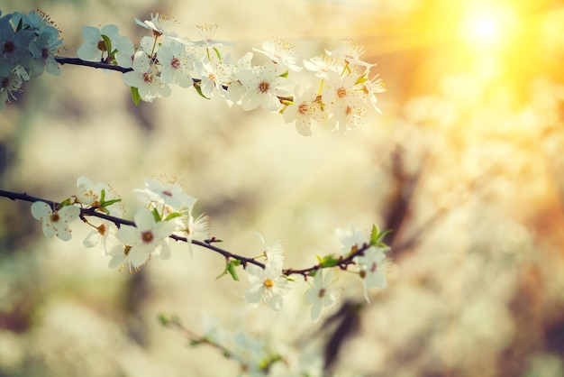 Цветы вишневого дерева крупным планом в стиле instagram Версия