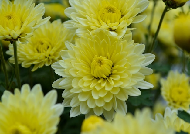 Foto fiori crisantemo crisantemo carta da parati crisantemi annuali