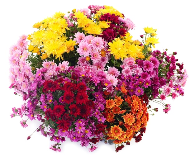 Flowers of chrysanthemum