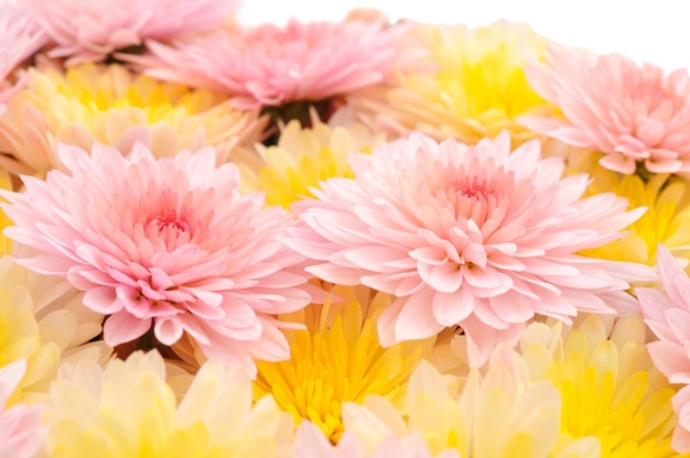 Flowers of chrysanthemum