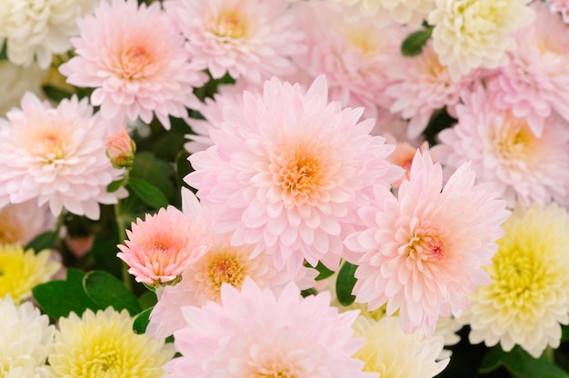Flowers of chrysanthemum
