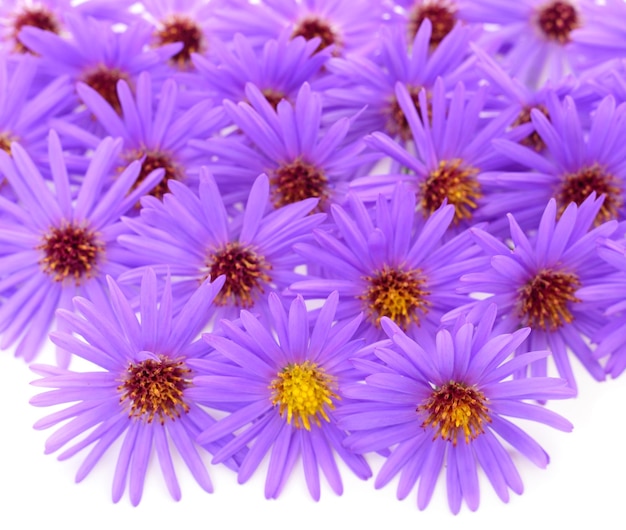 Flowers of chrysanthemum