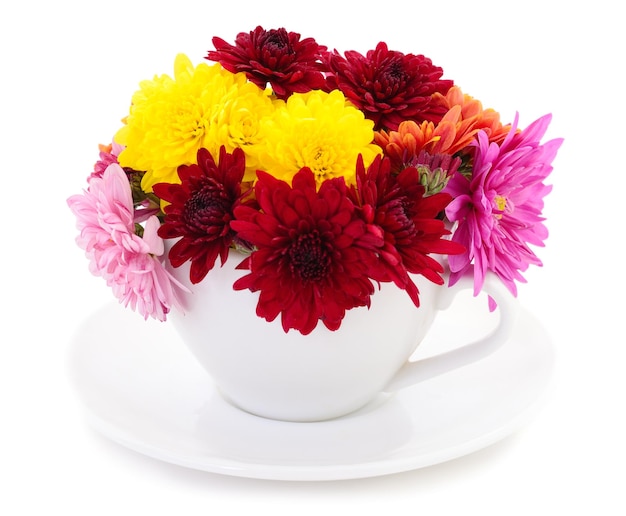 Flowers of chrysanthemum