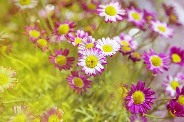 Flowers of chrysanthemum