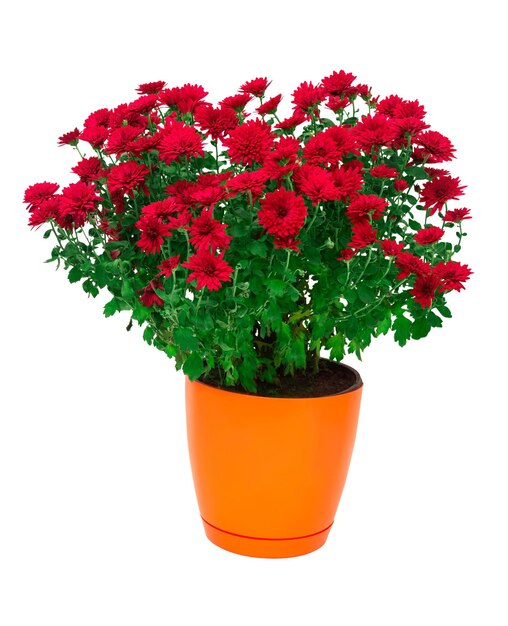 Flowers of chrysanthemums in a pot isolated on white background