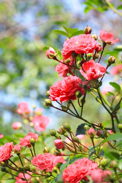 Flowers of climbing roses