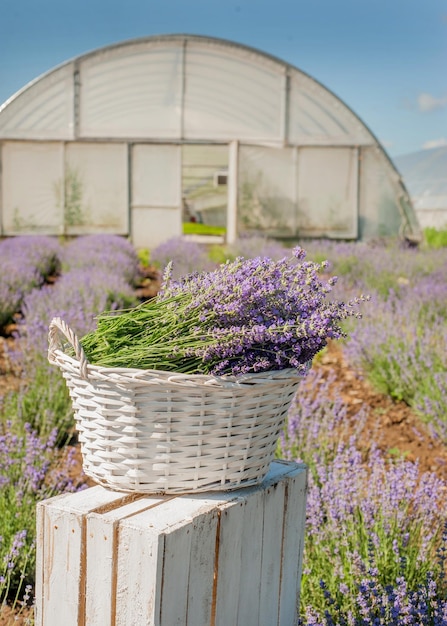 Flowers close up with basket blurred background greenhouses behind