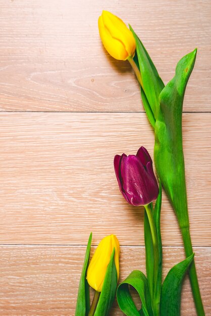 Flowers close-up, yellow and purple tulips, background, nature