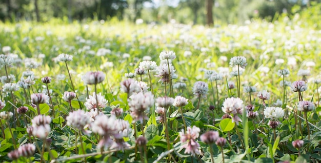 The flowers of clover blooming in a garden